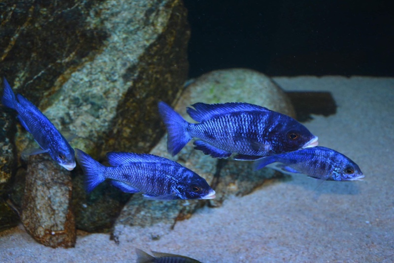 Placidochromis phenochilus 'Mdoka Reef'